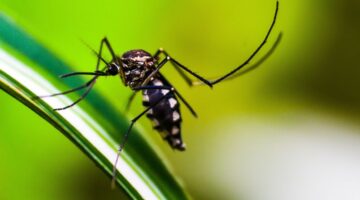 comune-di-brembio-trattamento-adulticida-zanzare