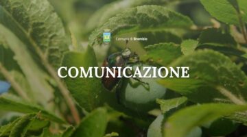 comunicazione-infestazione-popilia-japonica-comune-brembio